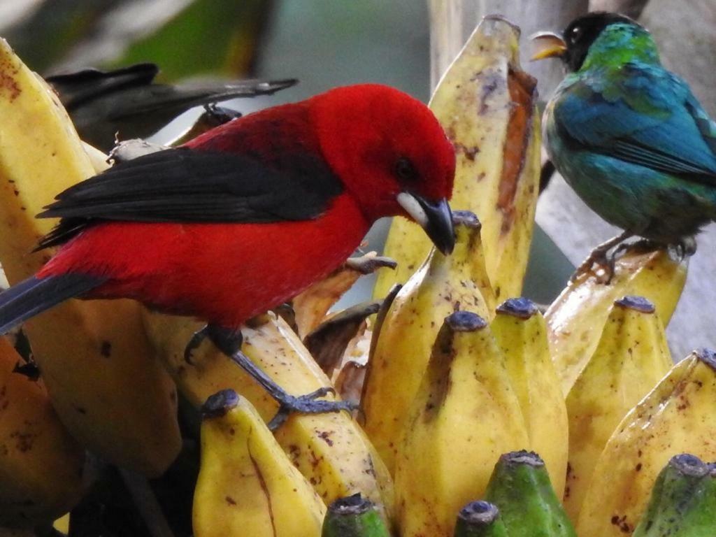 Chalé Rio dos Meros Villa Parati Esterno foto